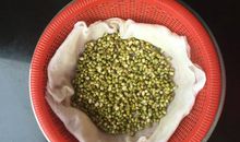 泡豆芽观察日记