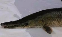 一只站在岸边的鱼_350字