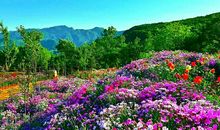 盛夏夏花，伴你泪也凉_300字