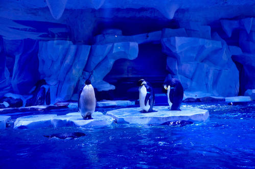 参观上海水族馆