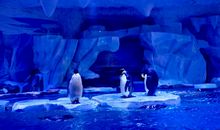 畅游上海海洋馆