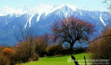 玉 树 我 们 永 远 和 你 在 一 起 _650字