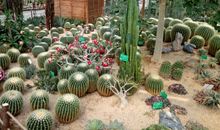 热带植物大观园说明文