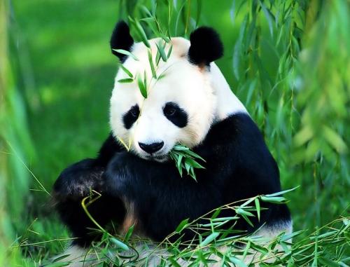 熊猫说明