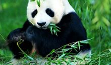 大熊猫说明文