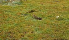 “守洞待鼠”之后