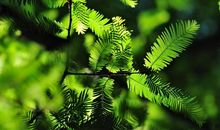 怀念远去的绿色_1000字