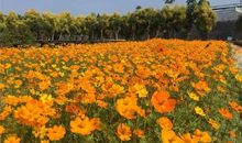 薰衣草.柠檬.五月_1200字