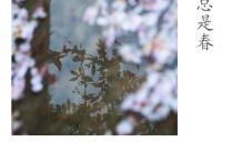 花开花落_1000字