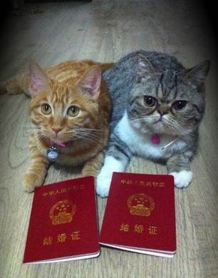 猫的叙述