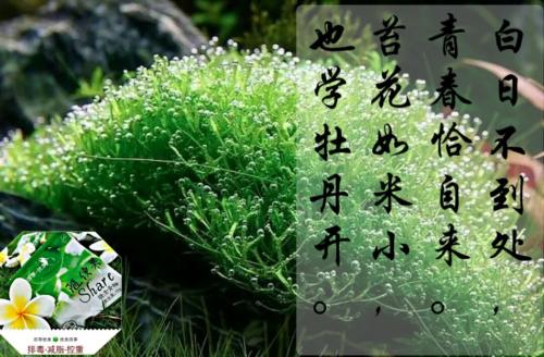 关于苔藓花的争论