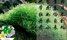 以苔花为题的议论文