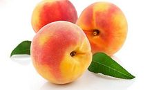 原来桃子是有毛的_1000字