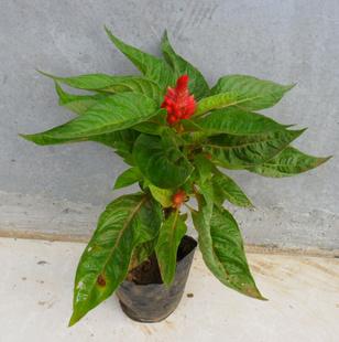向您发送鸡冠花
