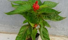 送你一朵鸡冠花