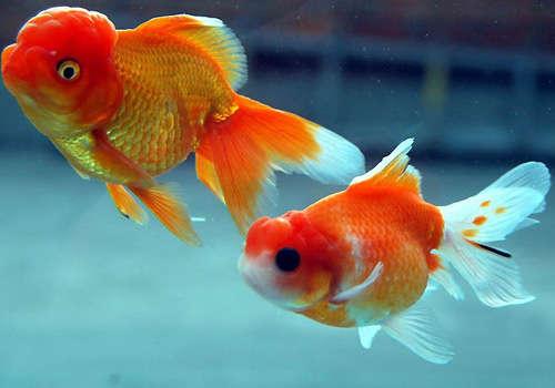 我的Goldfish_250字