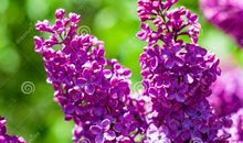 紫色的春天_450字