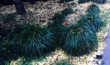 充满秋愁的公园