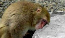 一只猴子从动物园里跑了出来_750字