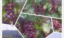 [为学杯A组]摘葡萄_400字