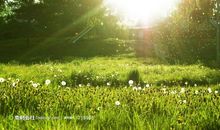 明媚的阳光_600字