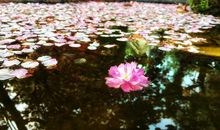 樱花落了_1200字