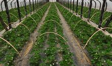 叔叔的草莓园_300字