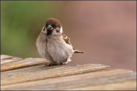 小麻雀_450个单词