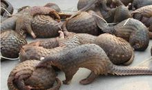 写穿山甲的作文