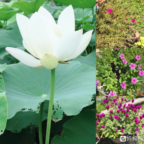 夏天在哪里