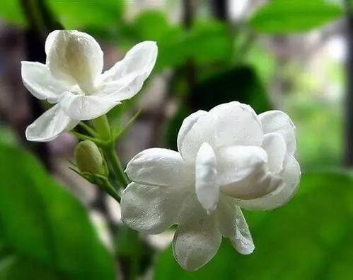 香花_550字