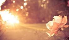 母爱的路上洒满阳光_600字