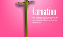 关于母亲节的作文：康乃馨，献给母亲节的礼物_800字