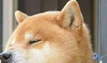 我发现狗会给自己治病_700字