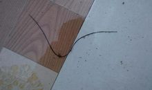 一条蚯蚓_1500字