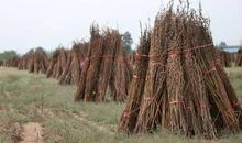 孝道传家 和睦我家_1200字