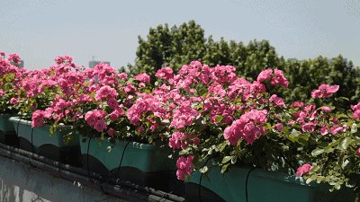 啊hello_400字