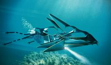 向着阳光翱翔_750字