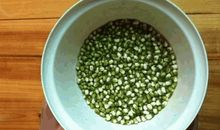 观察绿豆芽的生长日记