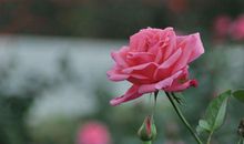 花开的雨后_700字