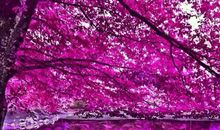 弥漫在心间的芳香