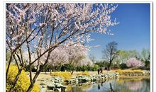 一树一花，一乡情_1000字