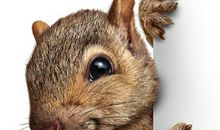 可爱的小松鼠_350字