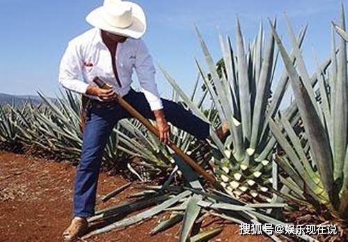 年度口味