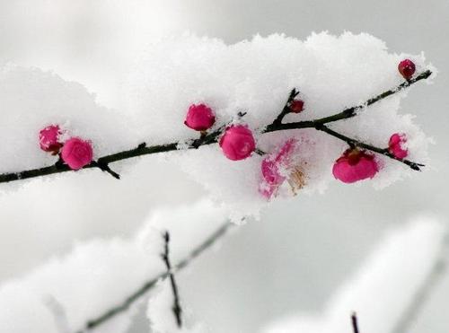 初中一年级景观组成：校园雪景_600字