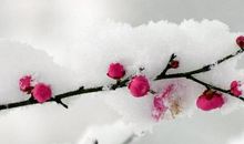 初一写景作文：校园雪景_600字