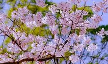 [春天来了]你是落英我是风_900字