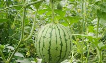 种西瓜