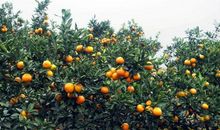 家乡的柑桔