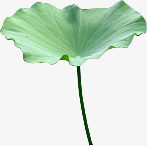 荷叶之歌